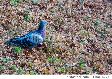 winter pigeon 110816274