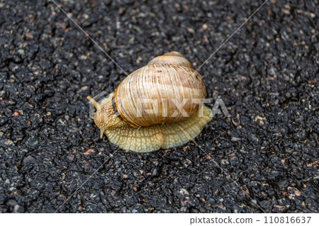 Big garden snail in shell crawling on wet road hurry home 110816637