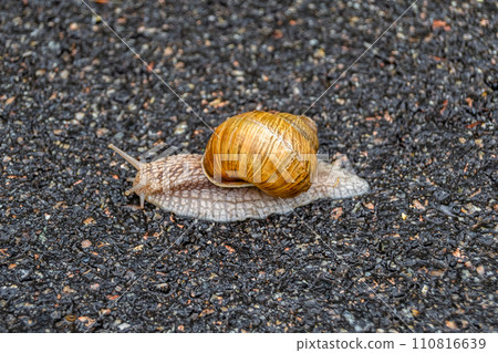 Big garden snail in shell crawling on wet road hurry home 110816639