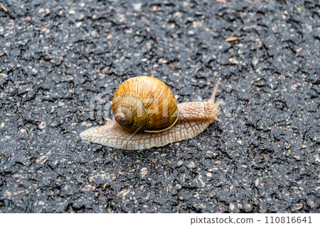 Big garden snail in shell crawling on wet road hurry home Big garden snail in shell crawling on wet road hurry home 110816641