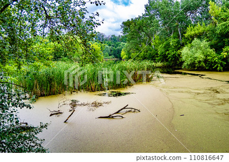 Beautiful grass swamp reed growing on shore reservoir in countryside 110816647