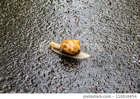 Big garden snail in shell crawling on wet road hurry home Big garden snail in shell crawling on wet road hurry home 110816654