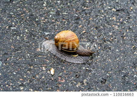 Big garden snail in shell crawling on wet road hurry home 110816663