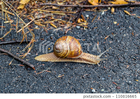 Big garden snail in shell crawling on wet road hurry home 110816665