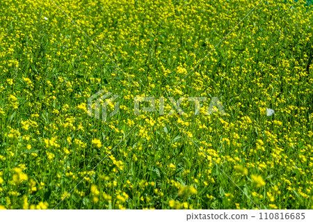 Photography on theme fine wild growing flower mustard on background meadow 110816685
