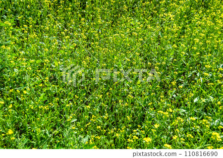 Photography on theme fine wild growing flower mustard on background meadow Photography on theme fine wild growing flower mustard on background meadow 110816690
