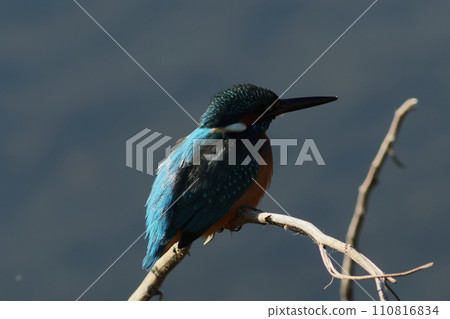 A kingfisher that looks like it's shining when the light hits its back A kingfisher that looks like it's shining when the light hits its back 110816834