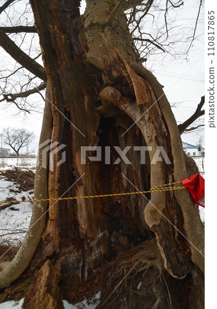 Sacred tree of Kumanomiya Shrine, Kamizashi-cho, Aizuwakamatsu City, Fukushima Prefecture 110817865