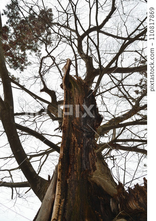福島縣會津若松市上座町熊宮神社的神樹 110817869