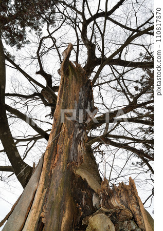 Sacred tree of Kumanomiya Shrine, Kamizashi-cho, Aizuwakamatsu City, Fukushima Prefecture 110817870