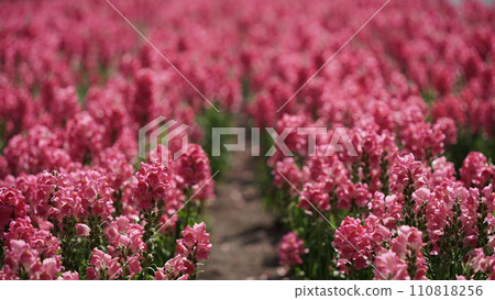 Flower garden at Farm Tomita in Nakafurano, Hokkaido 110818256