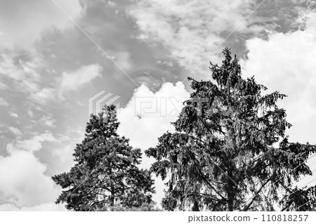 Photography on theme large beautiful autumn spruce tree on background bright sky 110818257