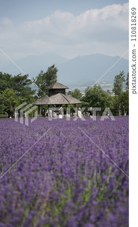 北海道中富良野市富田農場的薰衣草田 北海道中富良野市富田農場的薰衣草田 110818269