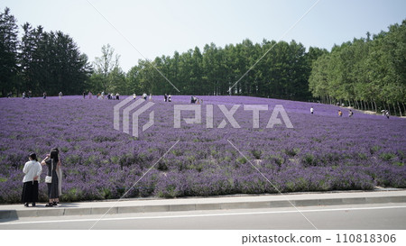 Lavender field at Farm Tomita in Nakafurano, Hokkaido Lavender field at Farm Tomita in Nakafurano, Hokkaido 110818306