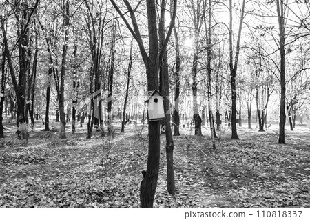 Photography on theme empty hanging birdhouse to natural forest tree 110818337