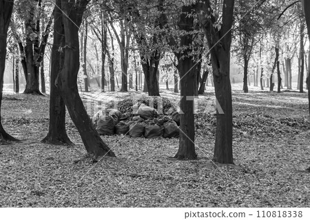 Photography on theme bags of leaves in forest on background natural nature 110818338