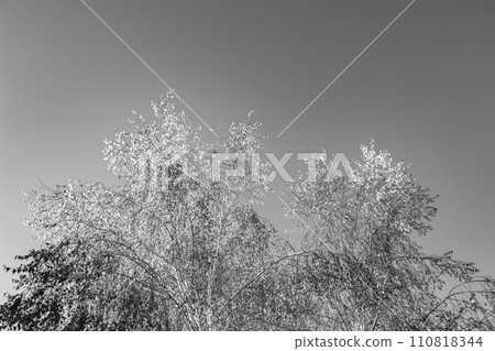 Photography on theme large beautiful autumn birch tree on background bright sky 110818344