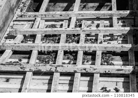 Winged bee slowly flies to beehive collect nectar on private apiary Winged bee slowly flies to beehive collect nectar on private apiary 110818345