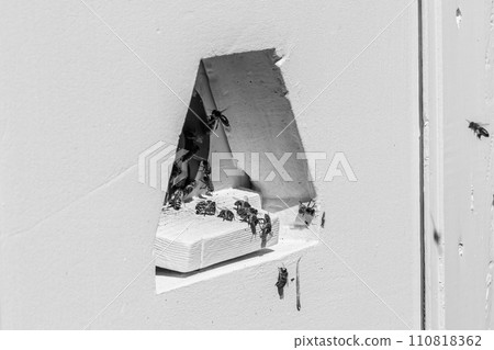 Winged bee slowly flies to beehive collect nectar on private apiary Winged bee slowly flies to beehive collect nectar on private apiary 110818362