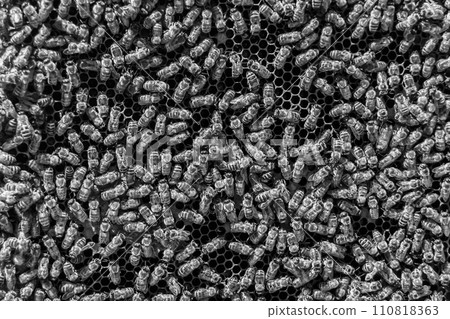 Abstract hexagon structure is honeycomb from bee hive filled 110818363