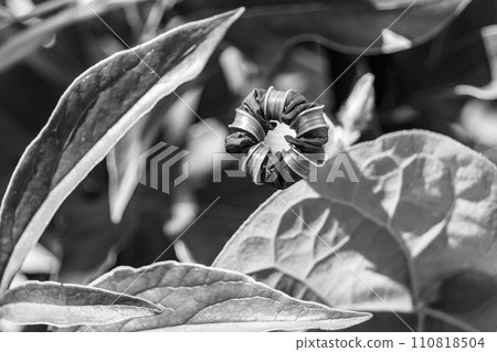 Photography on theme beautiful wild growing flower petunia on background meadow 110818504