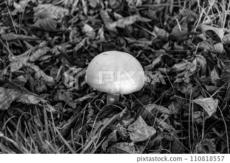 Photography to theme large beautiful poisonous mushroom in forest on leaves background Photography to theme large beautiful poisonous mushroom in forest on leaves background 110818557