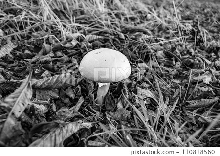 Photography to theme large beautiful poisonous mushroom in forest on leaves background Photography to theme large beautiful poisonous mushroom in forest on leaves background 110818560
