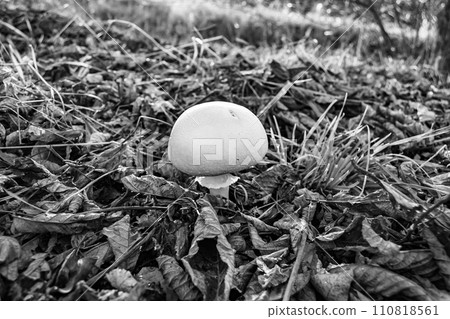 Photography to theme large beautiful poisonous mushroom in forest on leaves background Photography to theme large beautiful poisonous mushroom in forest on leaves background 110818561