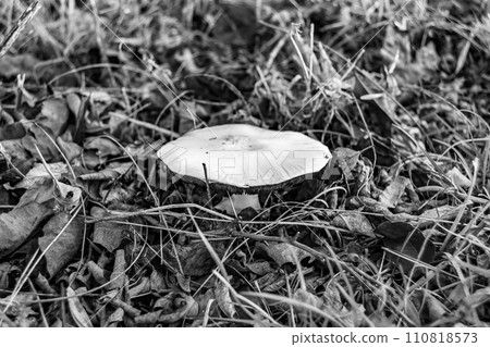 Photography to theme large beautiful poisonous mushroom in forest on leaves background 110818573