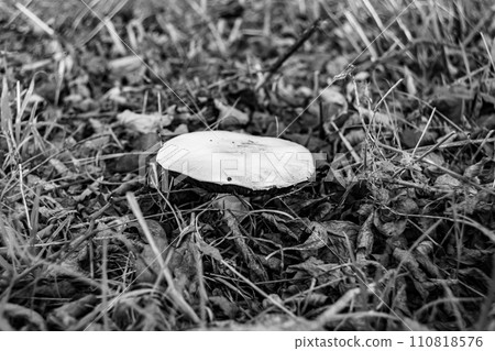Photography to theme large beautiful poisonous mushroom in forest on leaves background 110818576