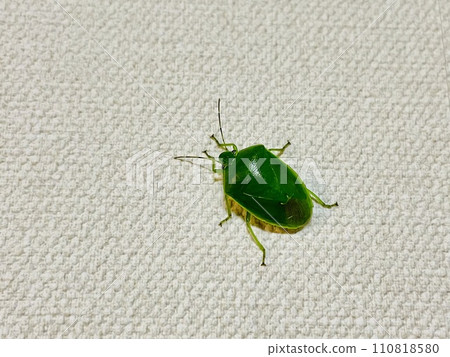 Close-up of a stink bug sticking to a white wall indoors Close-up of a stink bug sticking to a white wall indoors 110818580