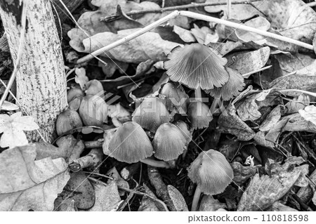 Photography to theme large beautiful poisonous mushroom in forest on leaves background 110818598