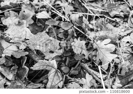 Photography to theme large beautiful poisonous mushroom in forest on leaves background 110818600