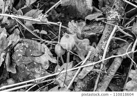 Photography to theme large beautiful poisonous mushroom in forest on leaves background 110818604