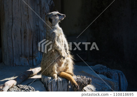 圈養的可愛毛茸茸的貓鼬 圈養的可愛毛茸茸的貓鼬 110818695