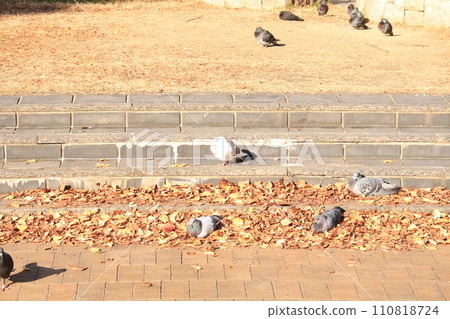 I took a picture of a two-tone white and brown pigeon. 110818724