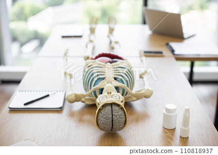 3D model of human skeleton with organs 110818937