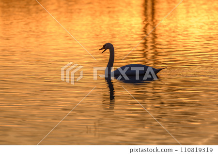 Mute swan (Cygnus olor) silhouette in the water at sunset. 110819319