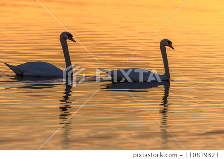 Mute swan (Cygnus olor) silhouette in the water at sunset. 110819321
