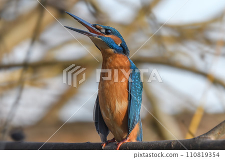 Kingfisher (Alcedo atthis) perched in a tree. 110819354