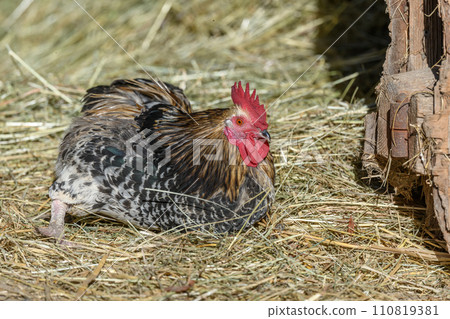 Farmyard rooster with colorful plumage lying in the hay in the sun, free-range breeding in the open air. 110819381
