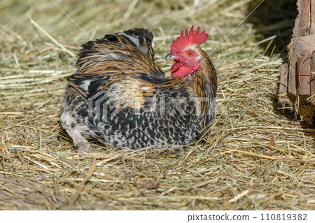 Farmyard rooster with colorful plumage lying in the hay in the sun, free-range breeding in the open air. Farmyard rooster with colorful plumage lying in the hay in the sun, free-range breeding in the open air. 110819382
