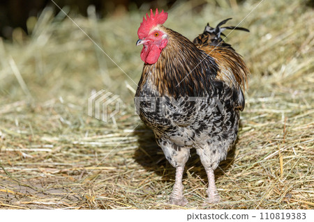 Free-ranging barnyard rooster with colorful plumage, outdoor breeding. 110819383
