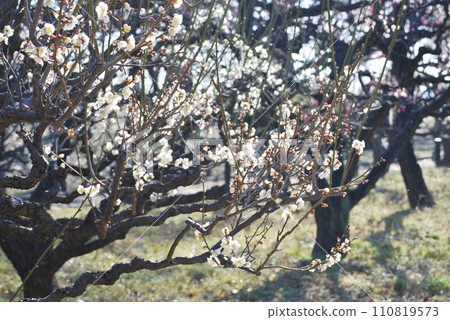 拜林景觀 110819573