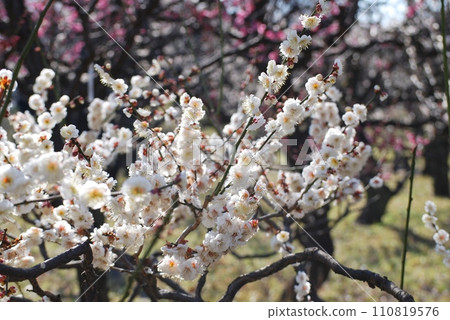 拜林景觀 110819576