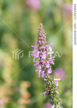 Close up of stachys officinalis, Betonica officinalis foliage. 110819661