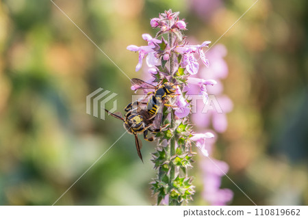 A bee collects pollen on Purple Betony flowers or Betony, Wood Betony, Bishopwort, Bishop's Wort. 110819662