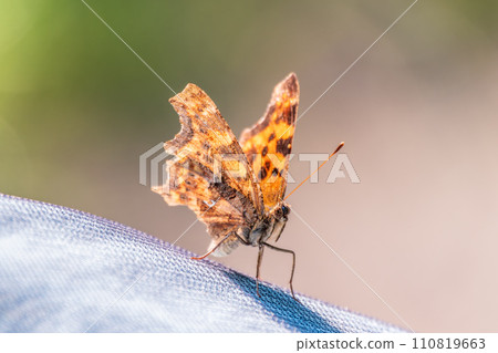 Orange colored butterfly (Polygonia c-album) resting 110819663