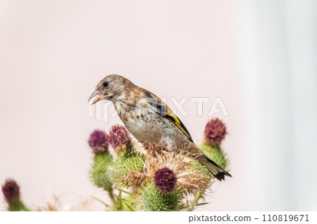 European goldfinch with juvenile plumage, feeding on the seeds of thistles. Carduelis carduelis. 110819671