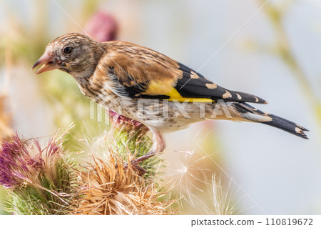European goldfinch with juvenile plumage, feeding on the seeds of thistles. Carduelis carduelis. European goldfinch with juvenile plumage, feeding on the seeds of thistles. Carduelis carduelis. 110819672